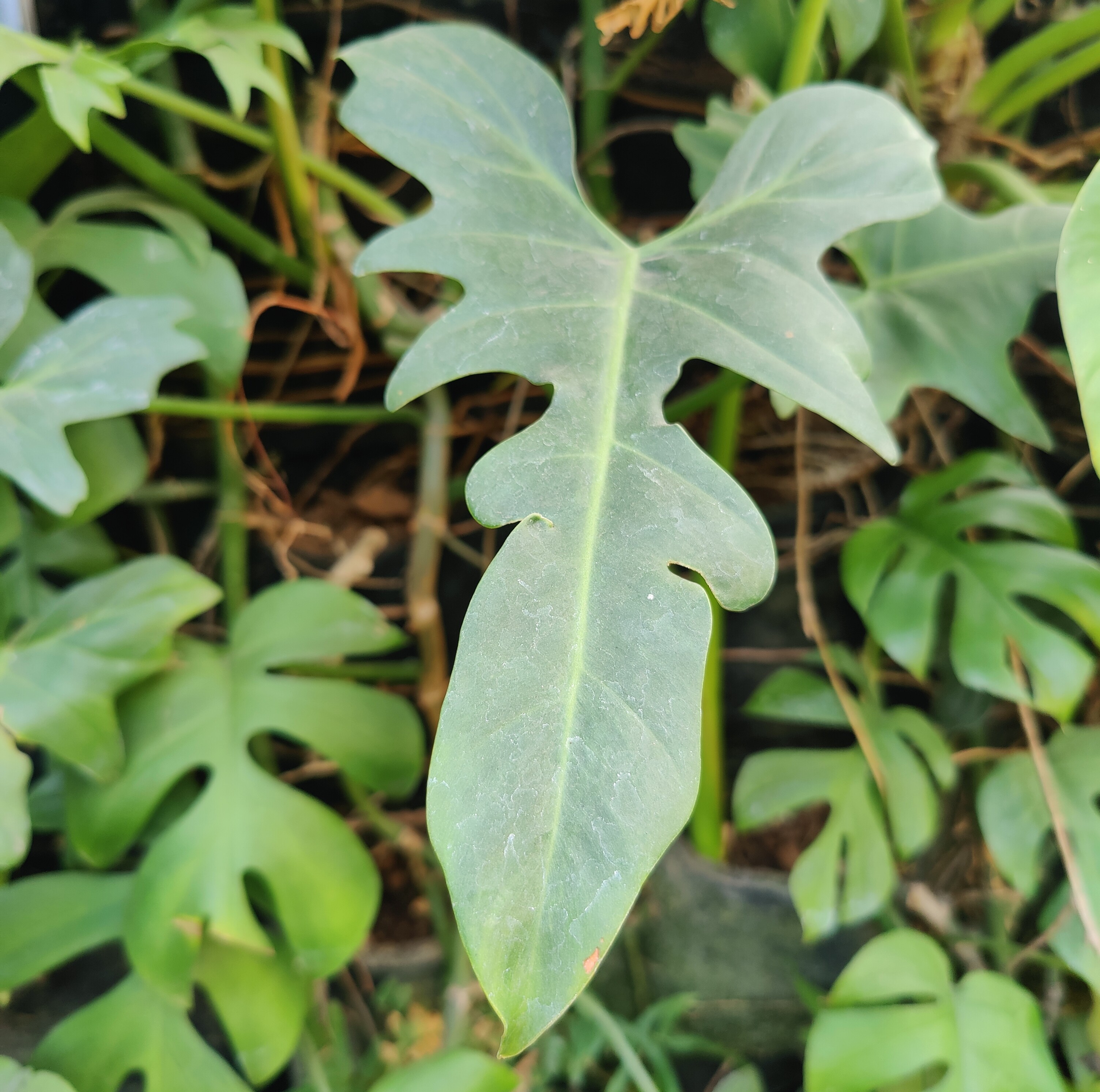 May Flowers Horticulture Installation 107